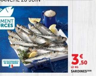 Sardines