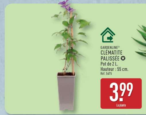 GARDENLINE® CLÉMATITE PALISSÉE