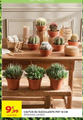 CACTUS OU SUCCULENTE POT 14 CM