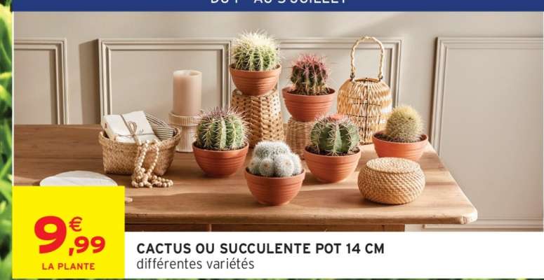 CACTUS OU SUCCULENTE POT 14 CM