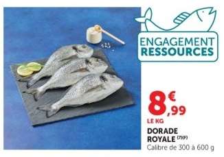DORADE ROYALE