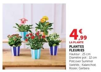Plantes Fleuries