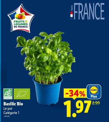Basilic Bio