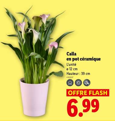 Calla en pot céramique