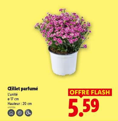 Œillet parfumé