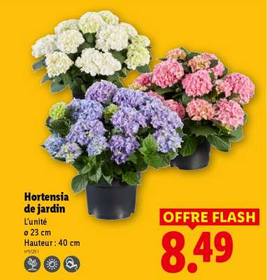 Hortensia de Jardin