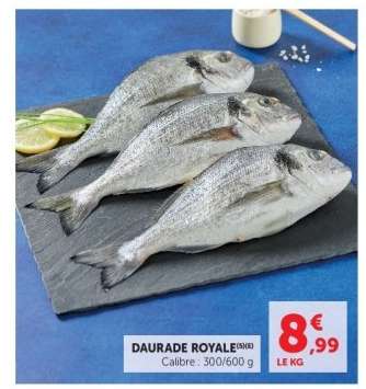 Daurade royale