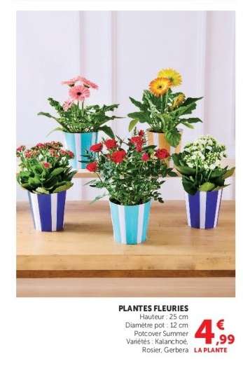 Plantes Fleuries