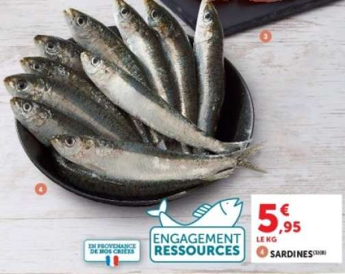 Sardines