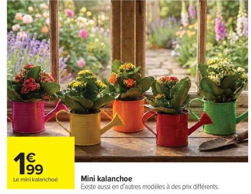 Mini kalanchoe