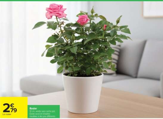 Rosier