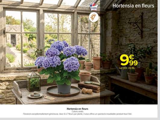 Hortensia en fleurs