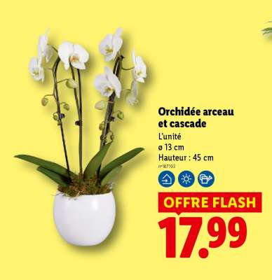 Orchidée arceau et cascade