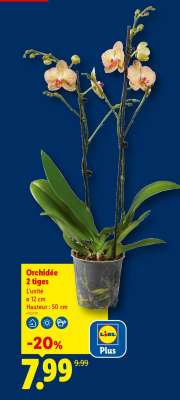 Orchidée 2 tiges