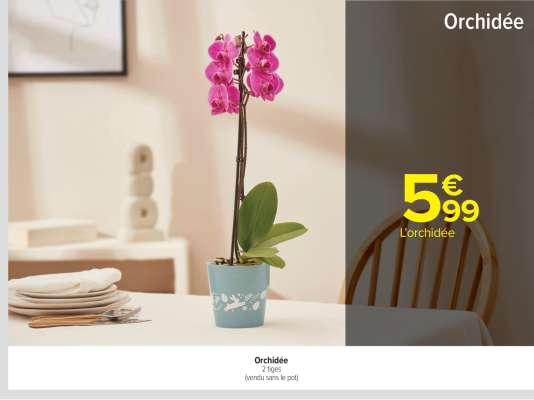 Orchidée