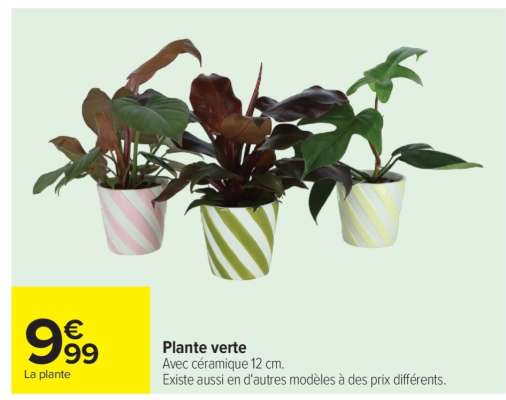 Plante verte