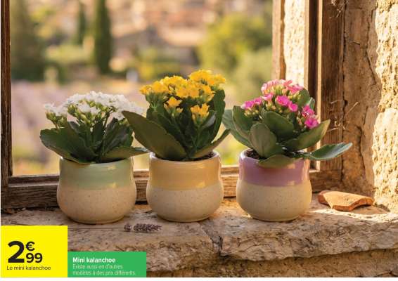 Le mini kalanchoe