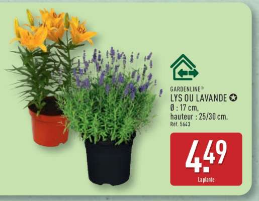 LYS OU LAVANDE