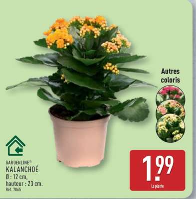 Kalanchoé