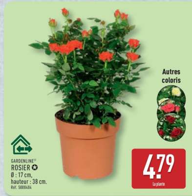 GARDENLINE® ROSIER