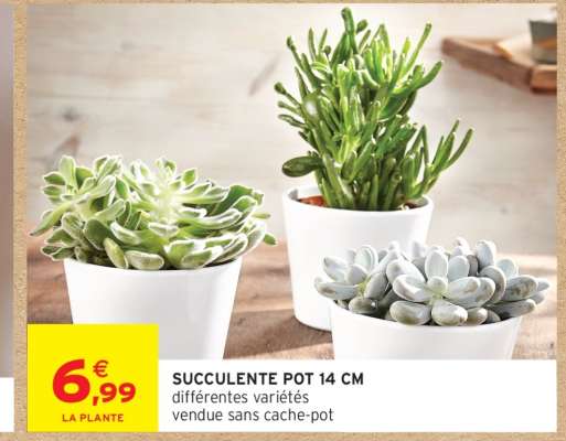 SUCCULENTE POT 14 CM
