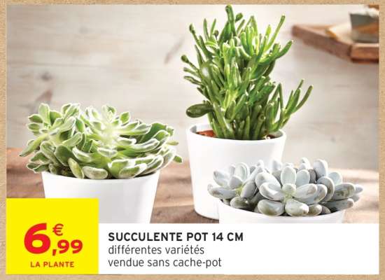 SUCCULENTE POT 14 CM
