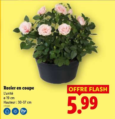 ROSIER EN COUPE
