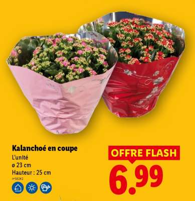 Kalanchoé en coupe