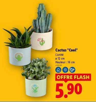 Cactus "Cool"