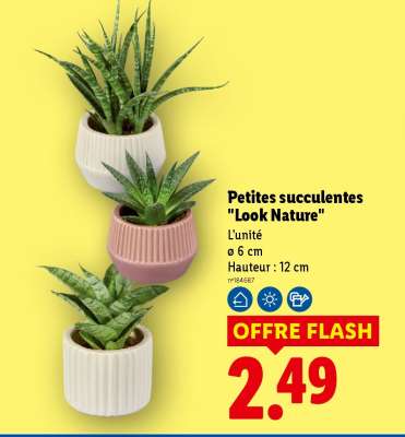 Petites succulentes "Look Nature"