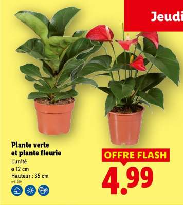 Plante verte et plante fleurie