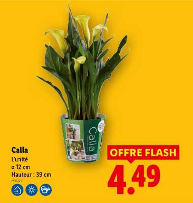 Calla