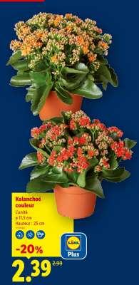 Kalanchoé couleur