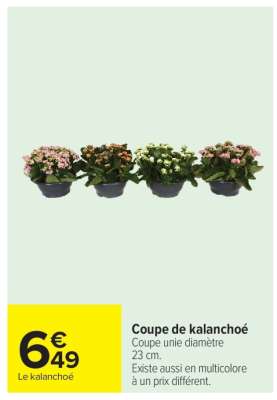 Coupe de kalanchoe