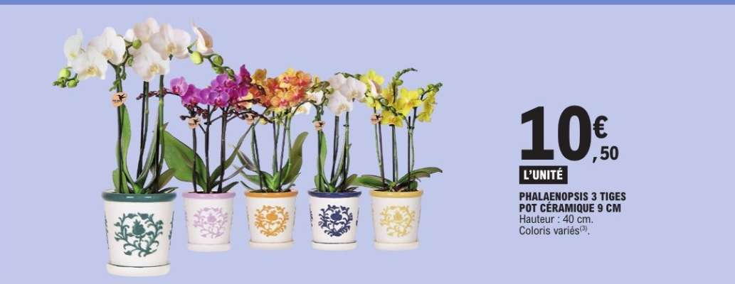 PHALAENOPSIS 3 TIGES