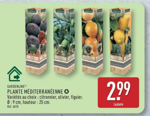 Plante méditerranéenne