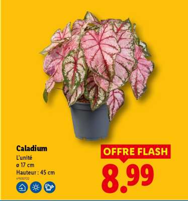 Caladium