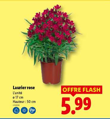 Laurier rose