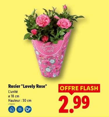 Rosier "Lovely Rose"