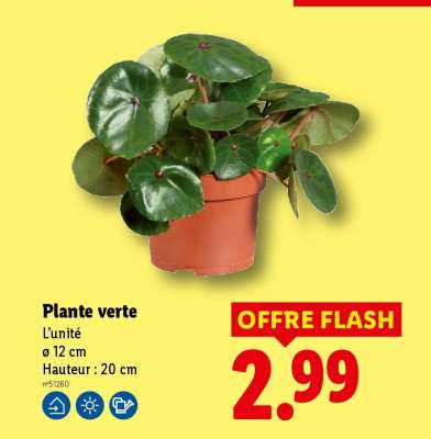 Plante verte