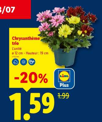 Chrysanthème trio