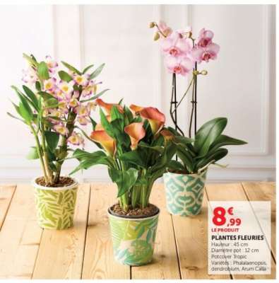 Plantes Fleuries