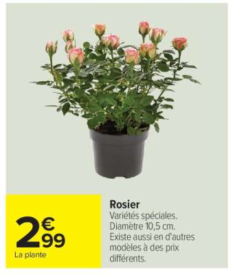 Rosier