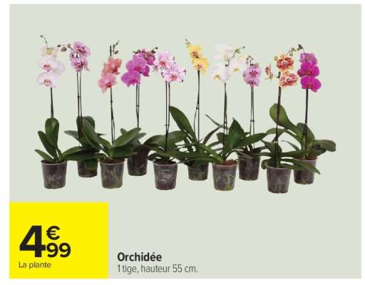 Orchidée