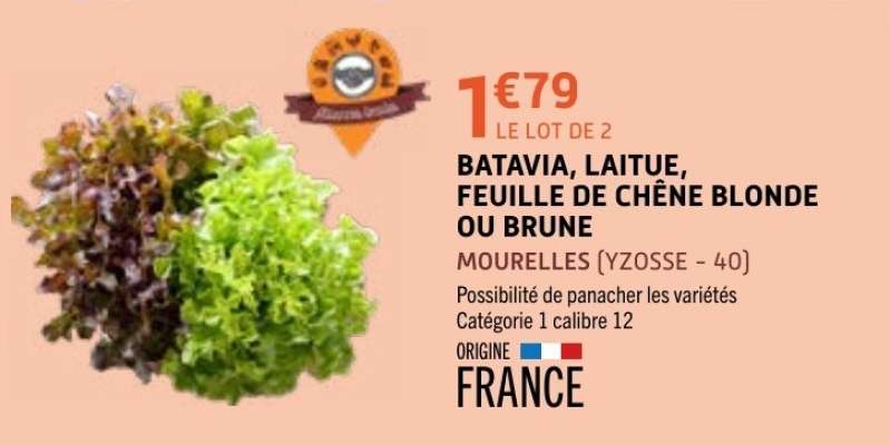 BATAVIA, LAITUE, FEUILLE DE CHÊNE BLONDE OU BRUNE