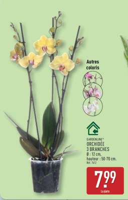 Orchidée 3 Branches