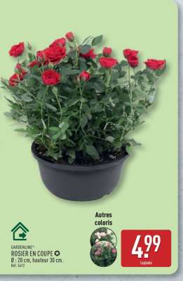 ROSIER EN COUPE