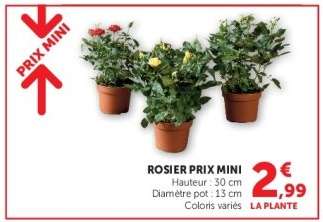 ROSIER PRIX MINI