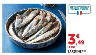SARDINE