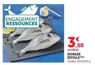 DORADE ROYALE